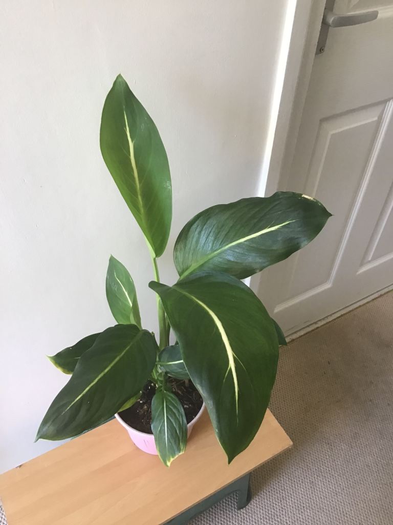 Lovely Houseplant – Good Condition
