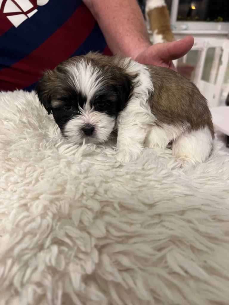 Lhasa apso puppies 