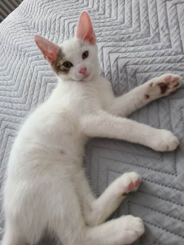 kittens 