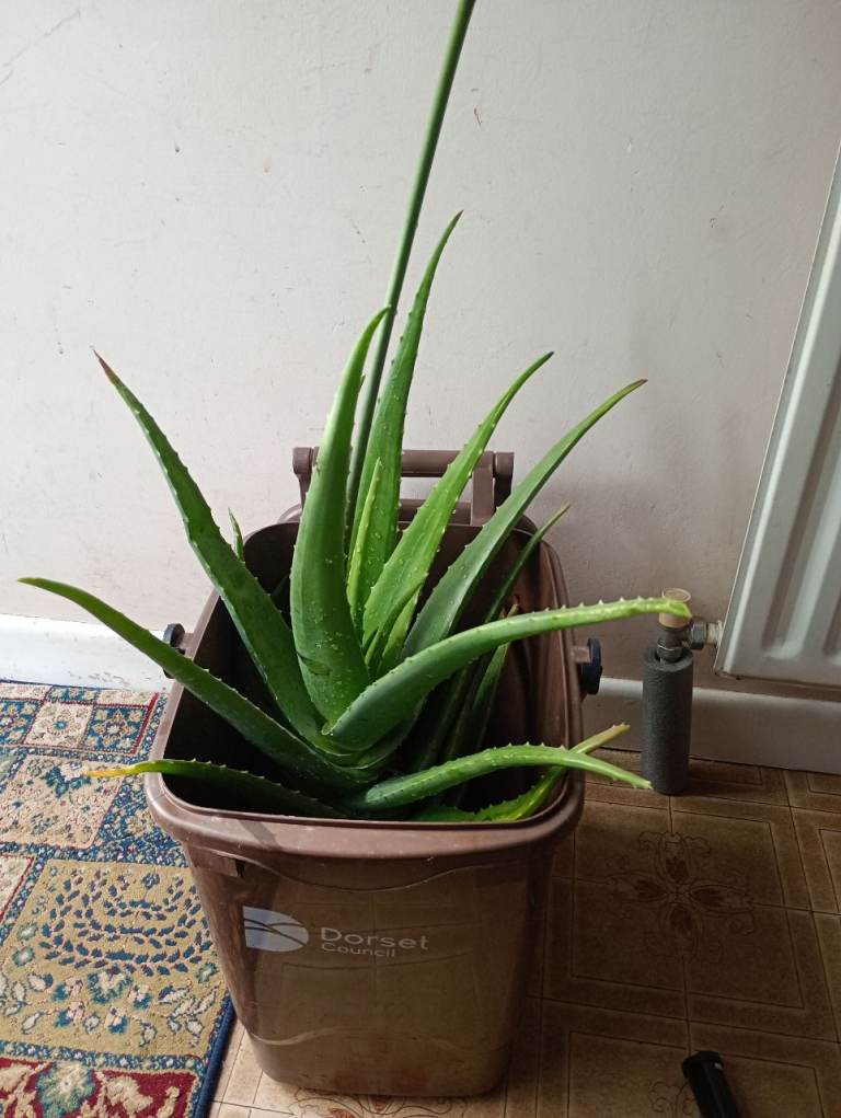 Large Aloe Vera Plant with Flower Spike