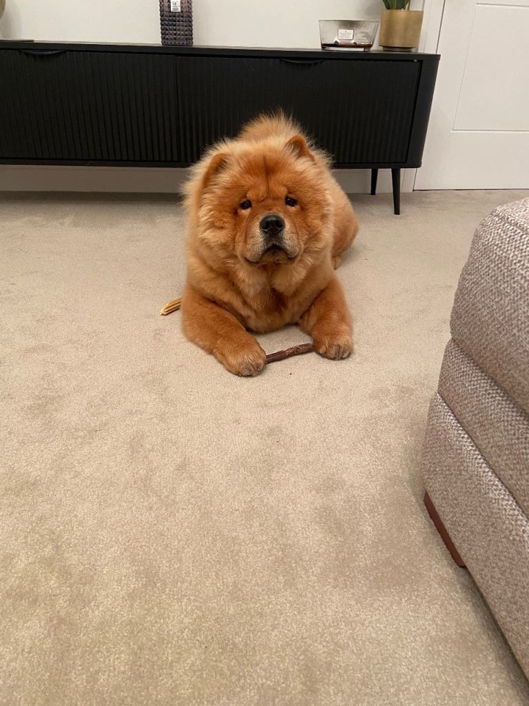 1 year old kc reg chow chow