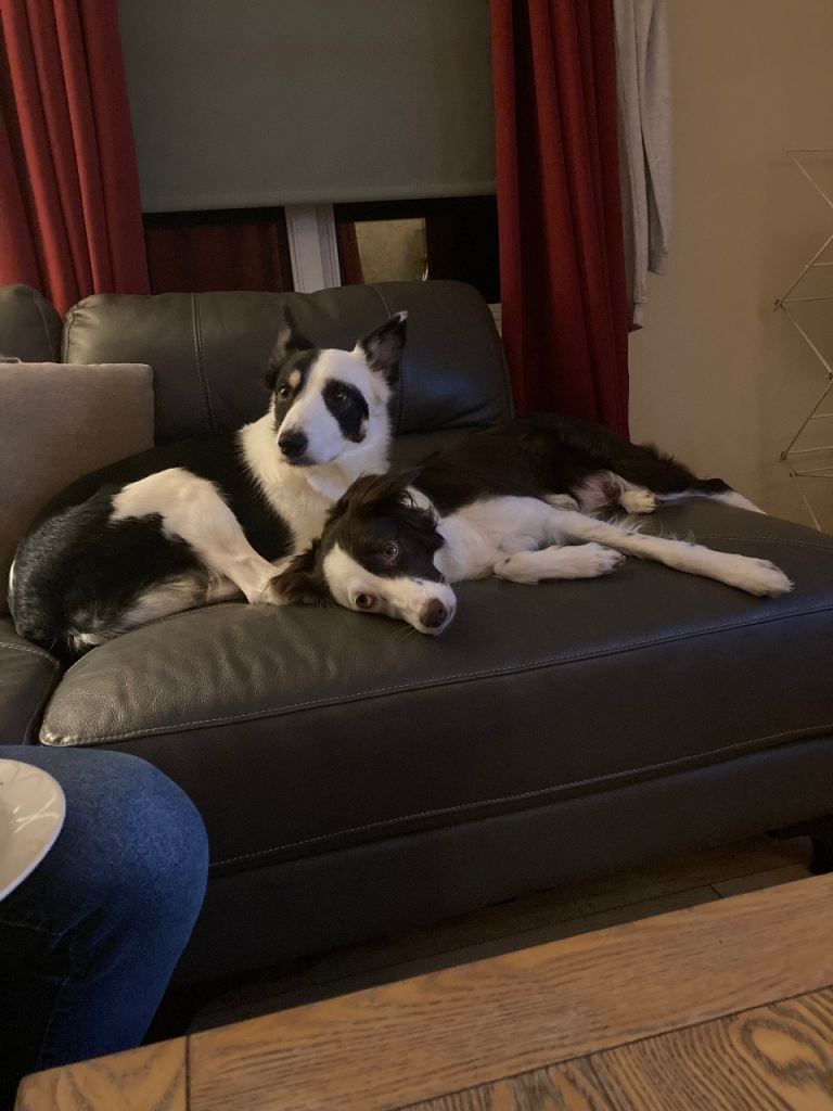 Sprollie puppies for sale!