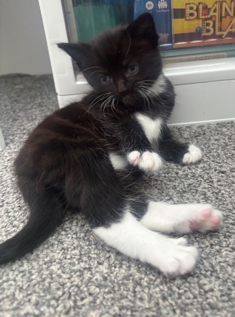 Kitten for sale 