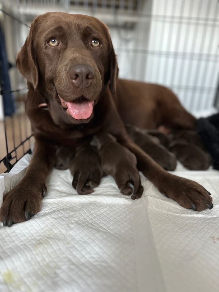 Chocolate Labrador Puppies