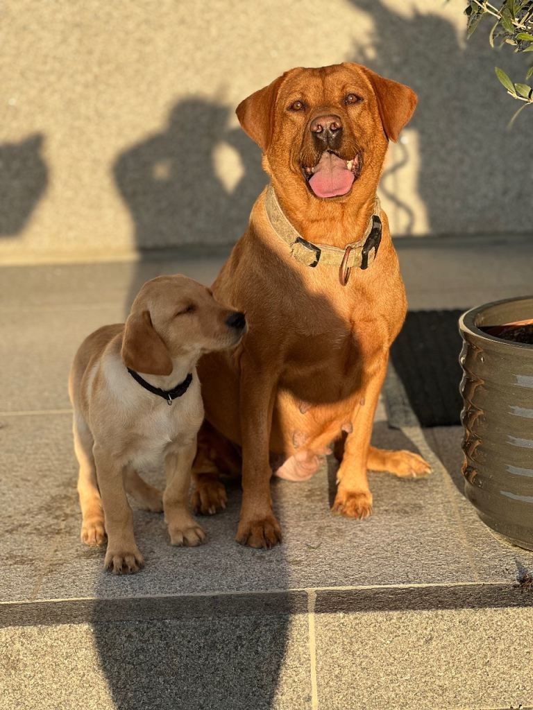 Labrador puppies