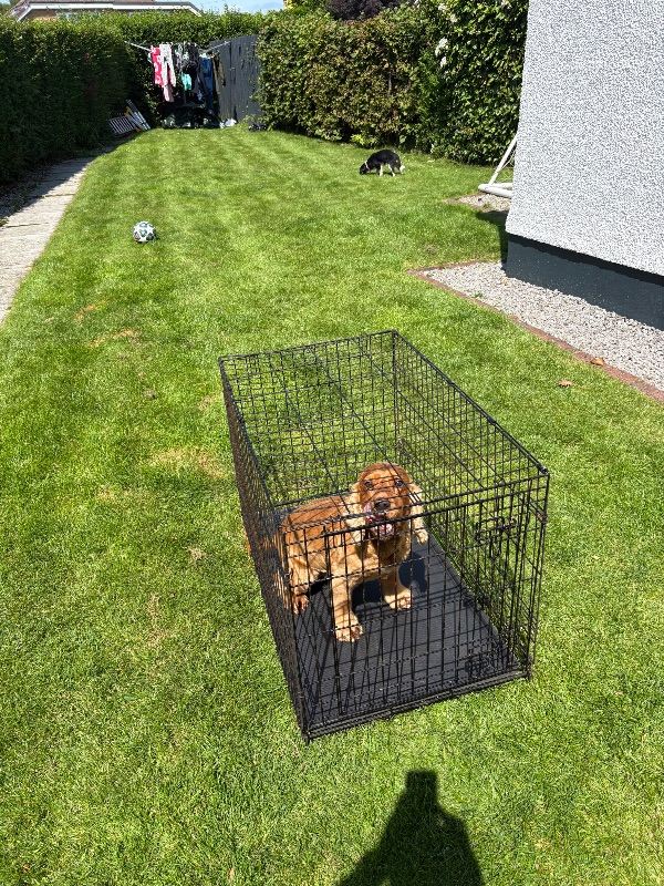 Medium dog cage /crate
