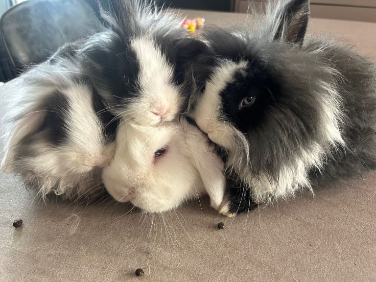 Fluffy bunny’s Double lion min lops 