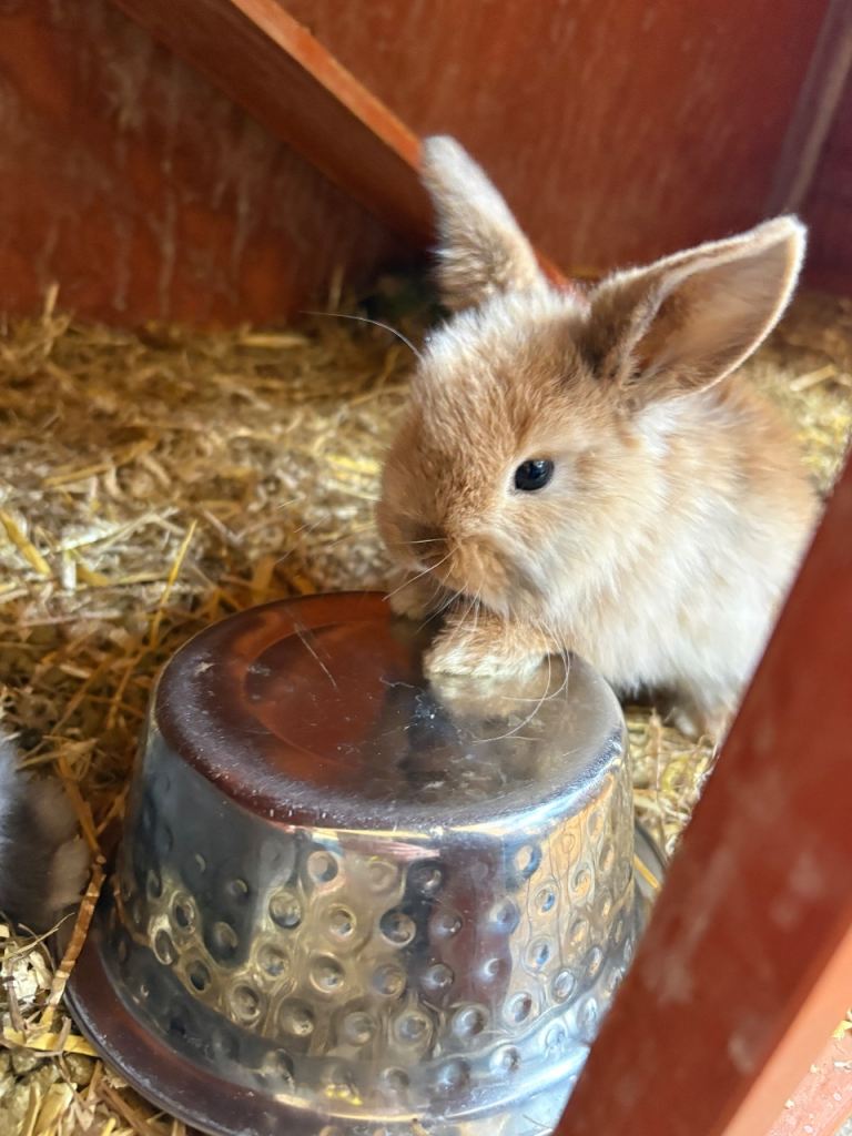 Mini lop bunnies 
