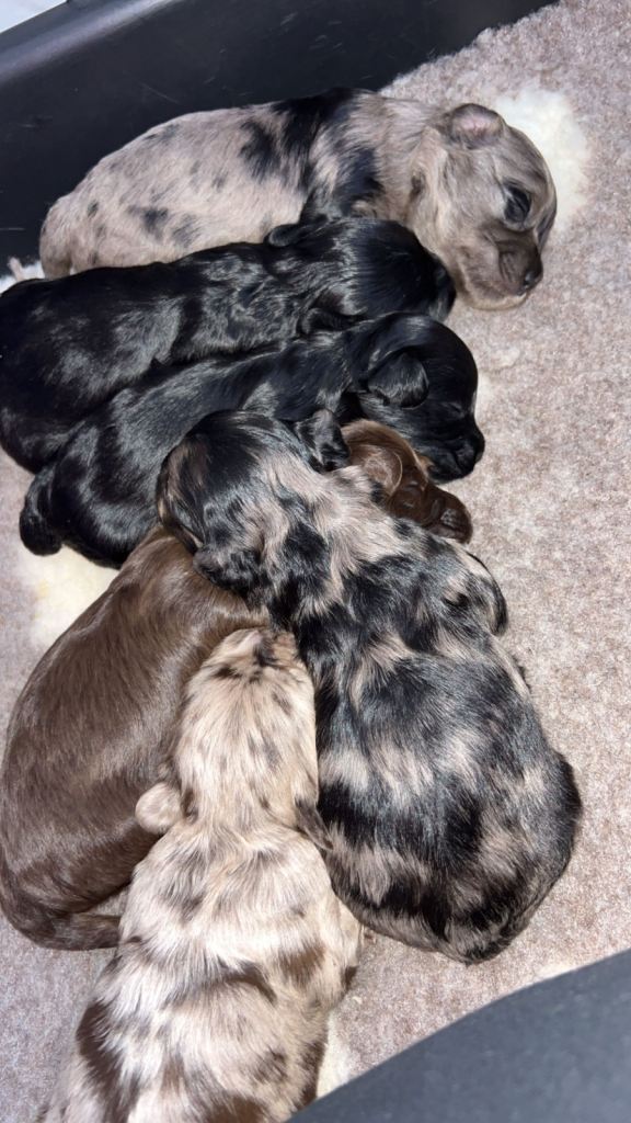Lhasapoo puppies 