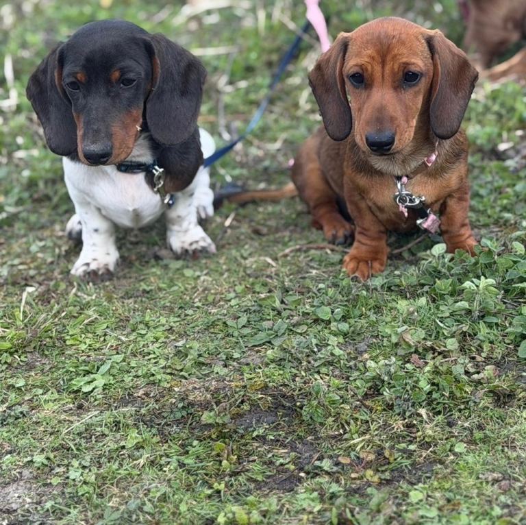 Male and female Dachshund puppies
