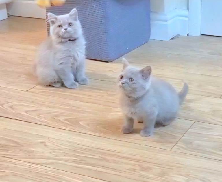 Lilac British Short hair kittens