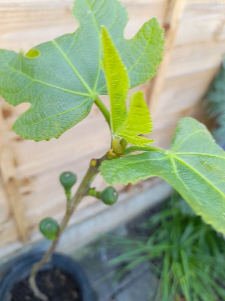 Brown turkey fig tree