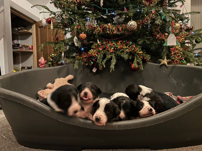 Border Collie cross Poodle Pup