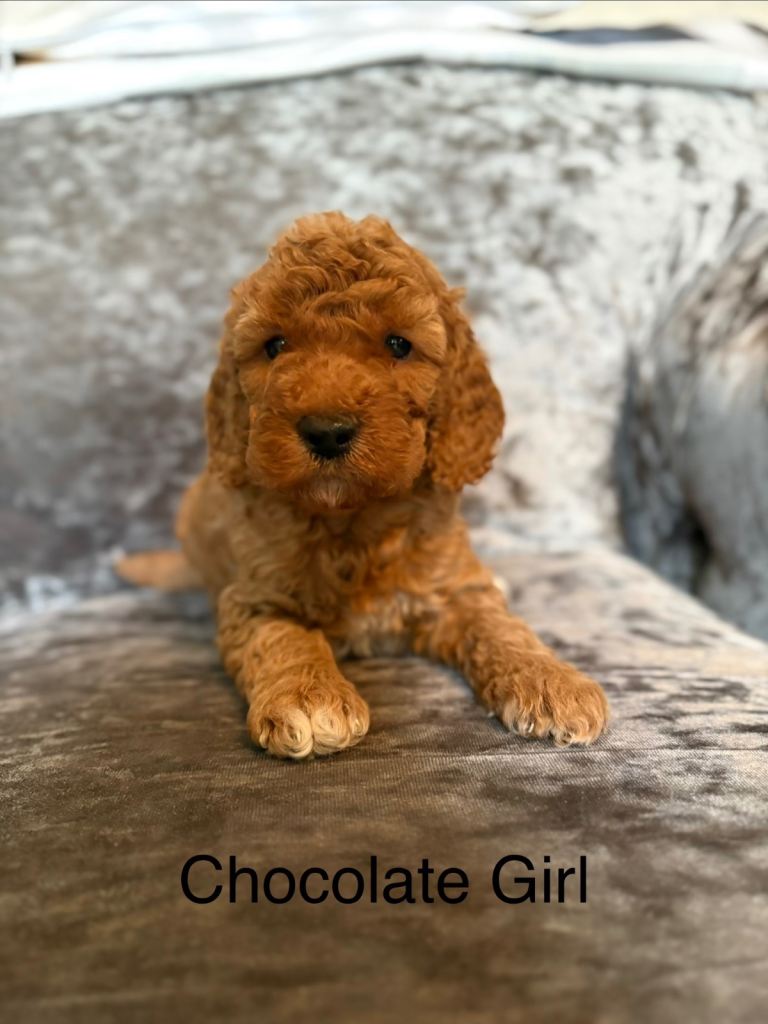 Cockapoo puppies for sale 