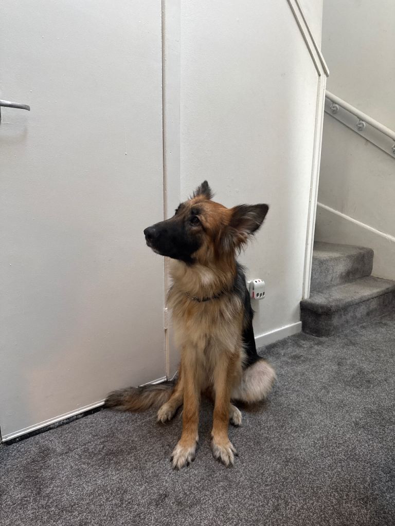 German Shepard long coat 