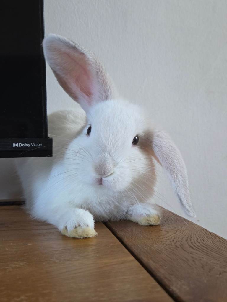LAST BABY BOY RABBIT