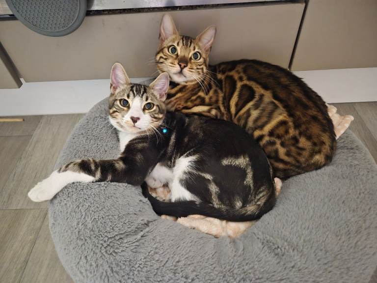 Half Bengal male kitten