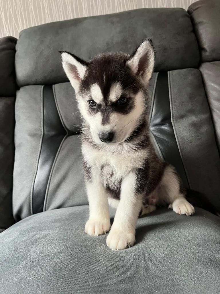 siberian husky puppy 8 week old
