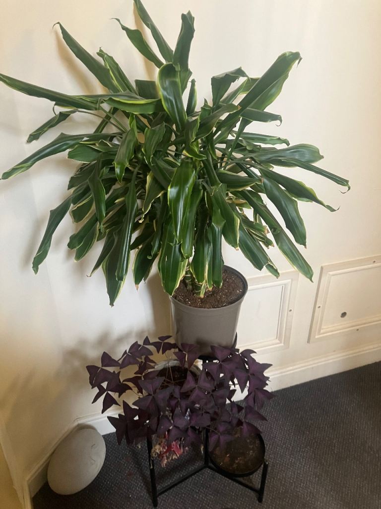 image for Potted house plants and stand 