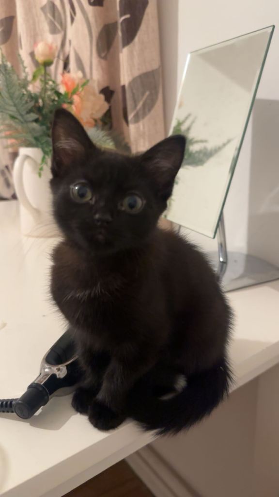 4 months kitten ready to leave for a new loving home!!