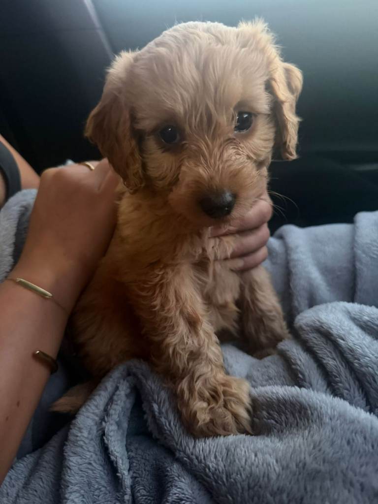 Cockapoo 