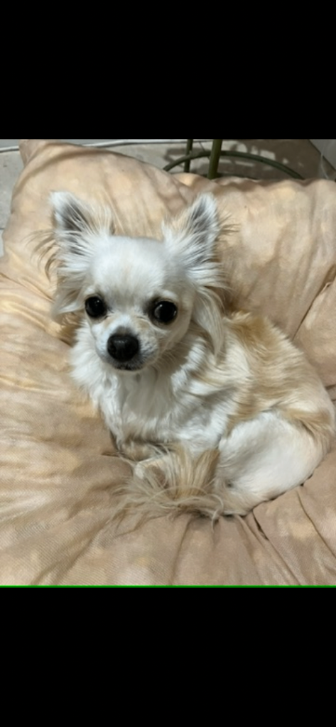 Chihuahua NOW REHOMED