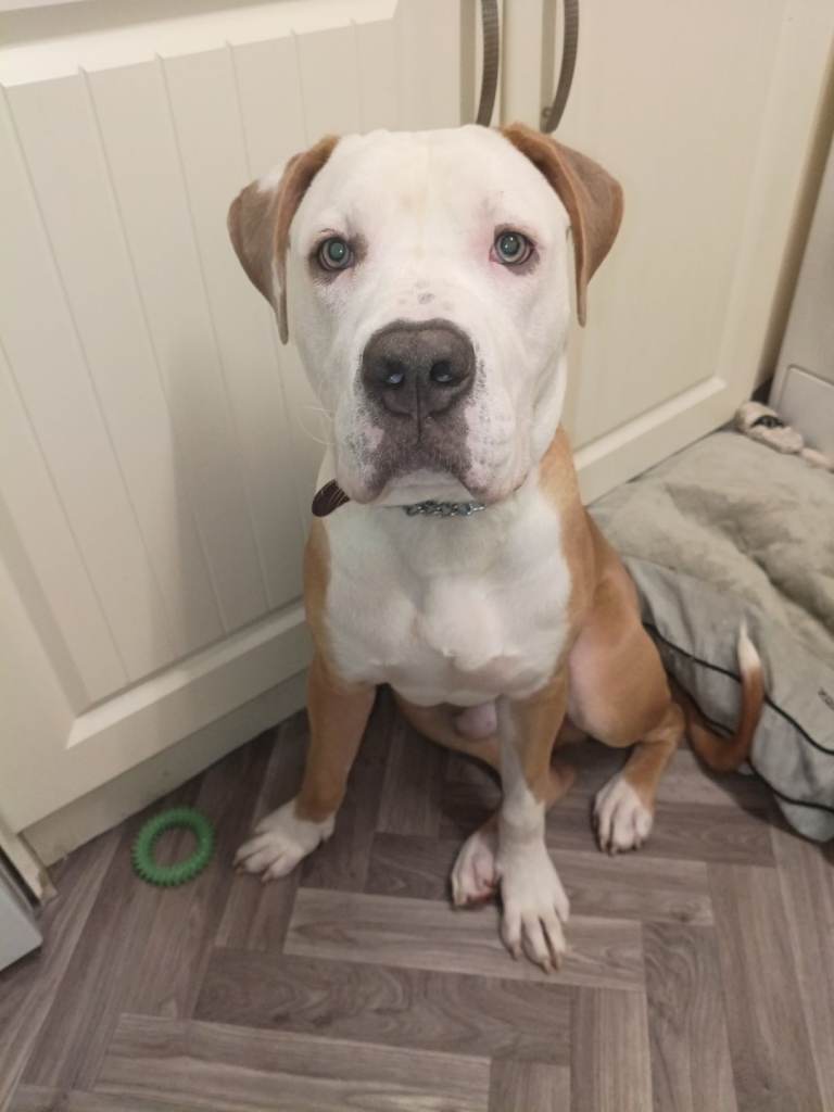 American bulldog pup 6month