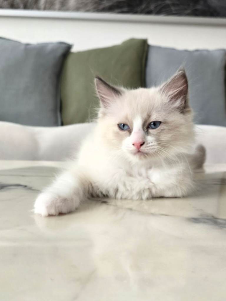 🤍 Pure Ragdoll Kittens Blue Point & Lynx Ready Now