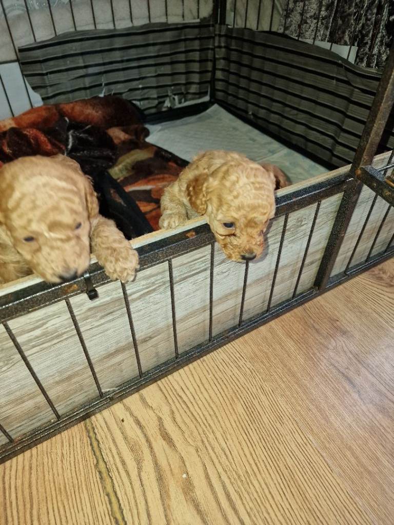 Beautiful F1b cockapoo puppies