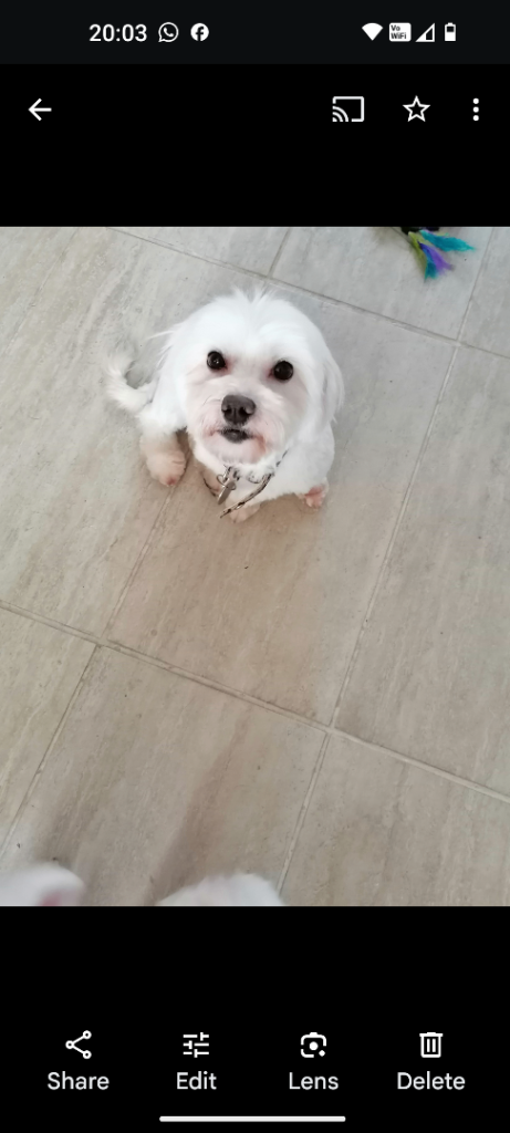 Maltipoo puppies looking for you🤍