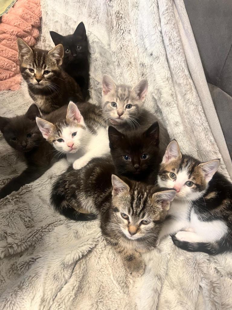Adorable Tabby x British Ready Insured family home