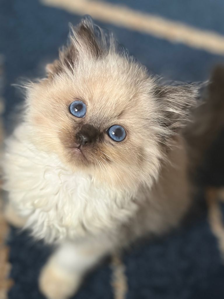Pure ragdolls 