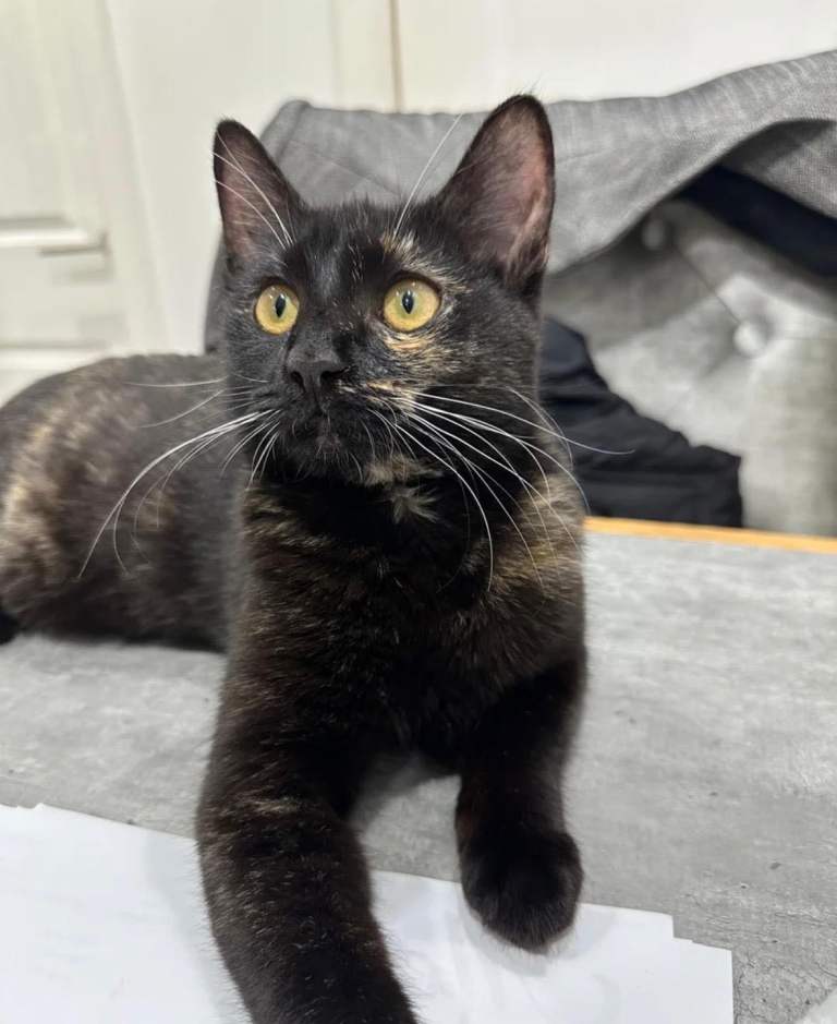 IVA - the perfect cat for you 