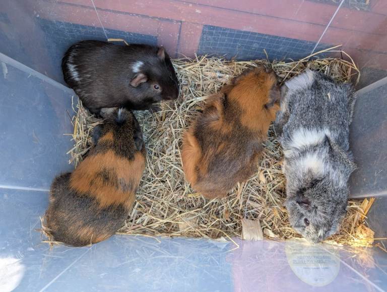 Guinea pigs 