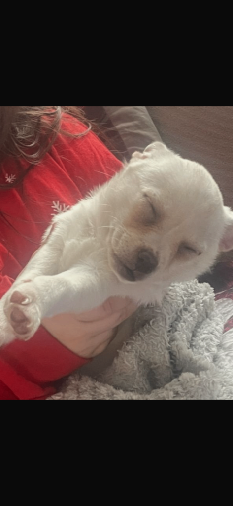 Gorgeous jack russel cross chihuahua female puppy 