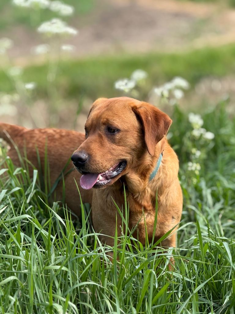 Superb K C Reg. Labrador Puppies 