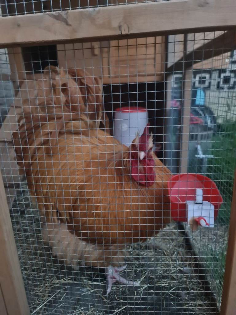 1 year old Friendly Buff orpington rooster