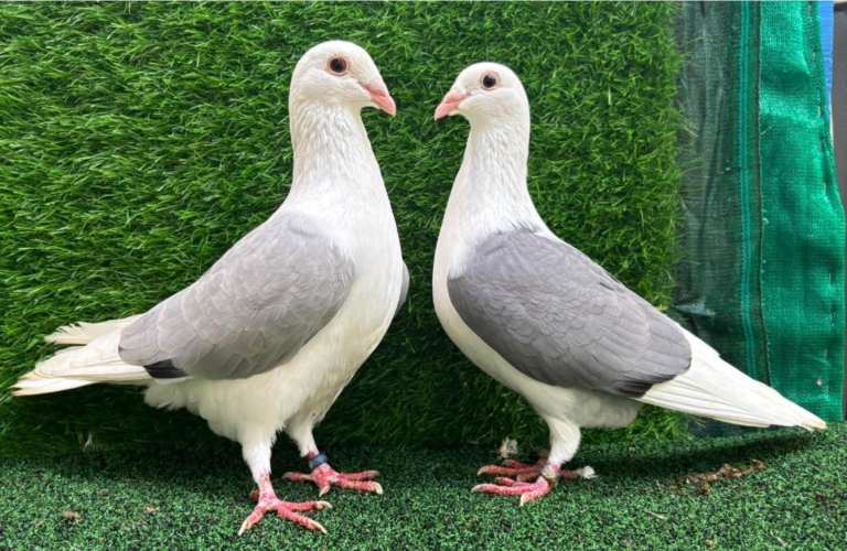 Piegons
