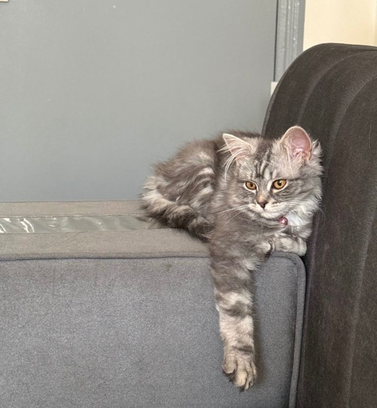 My lovely friend for sale 🥺