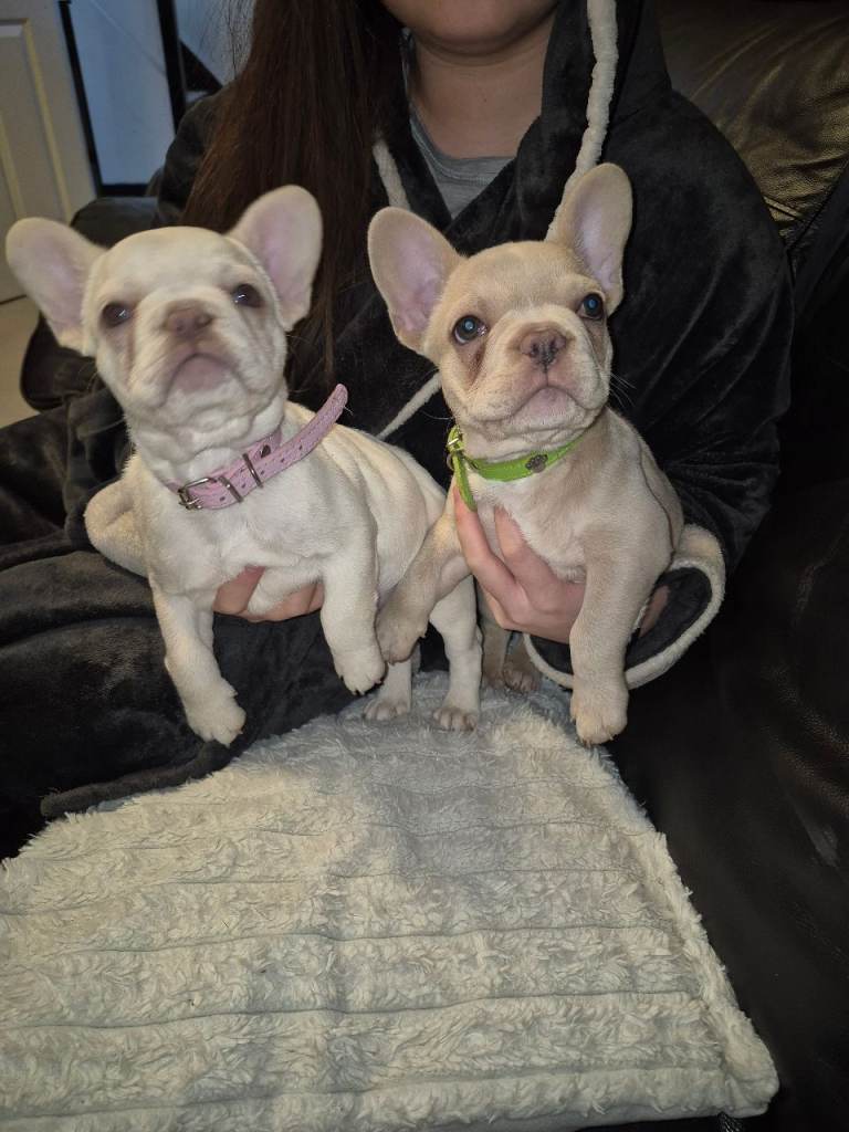 DWKC French bulldogs 