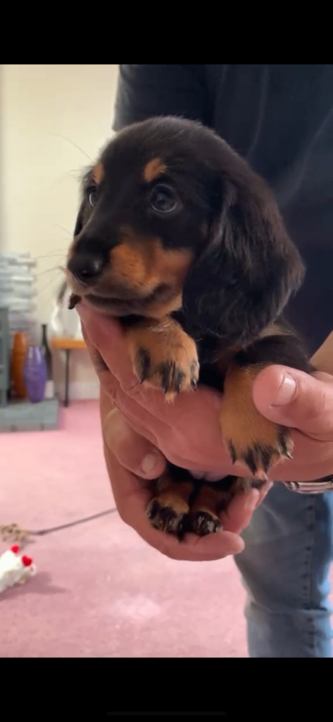 KC reg long haired miniature girl dachshund puppies 