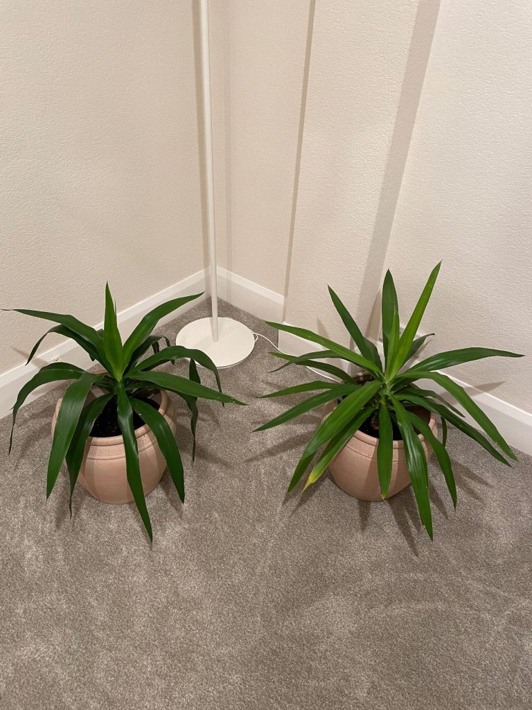 x2 yucca plant trees indoor and outdoor with clay pots 