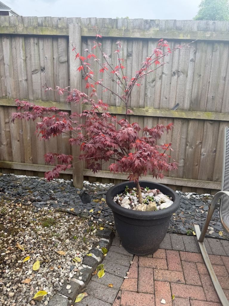 Acer tree