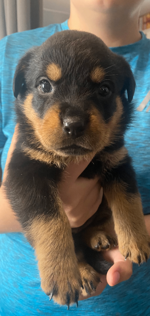 Rottweiler puppys