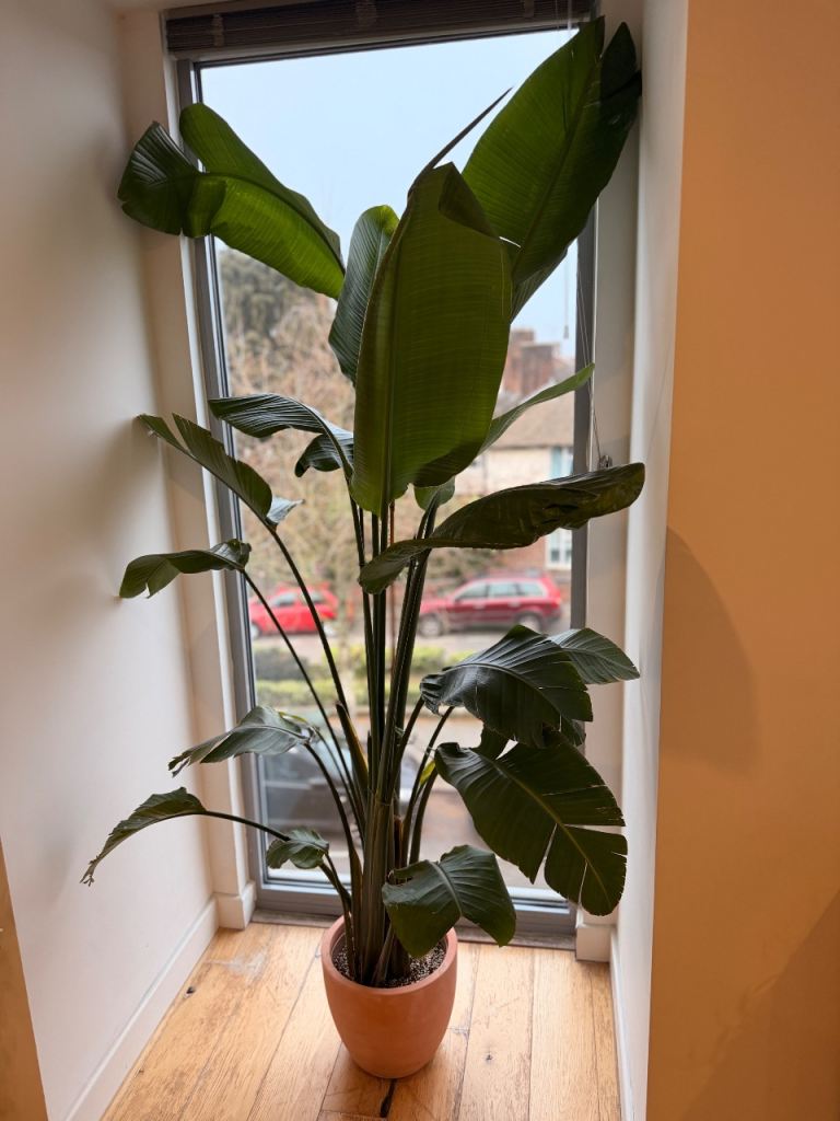 2 meter Bird of Paradise / Strelitzia Nicolai 
