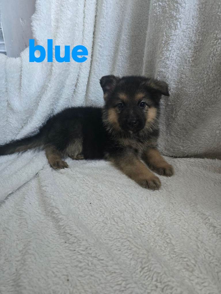8 german shepherd puppy read to go on 29thy to go on 29th