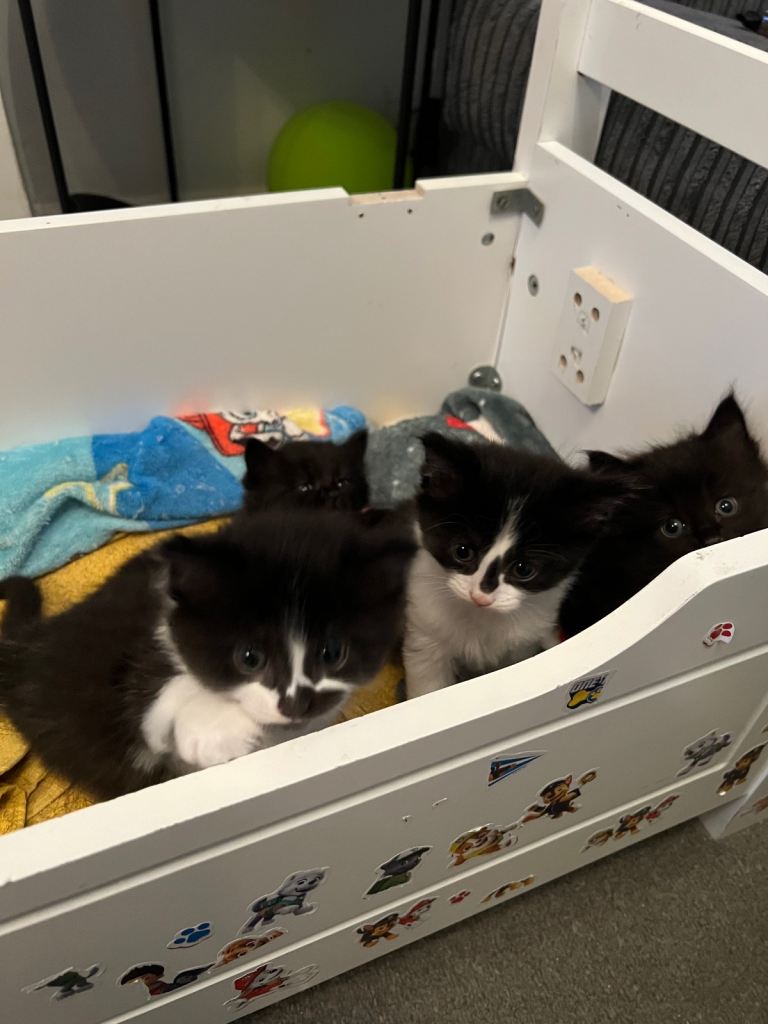 3 long haired kittens for sale 