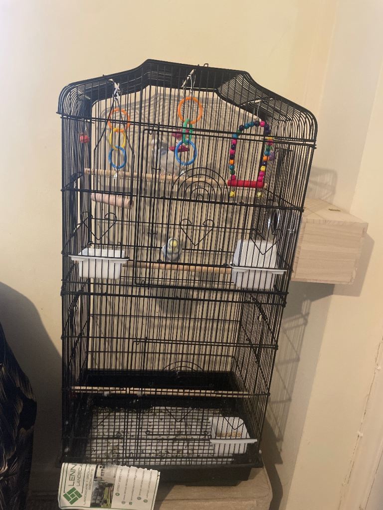 Budgies, Cage, + Food + nest box attatched + toys