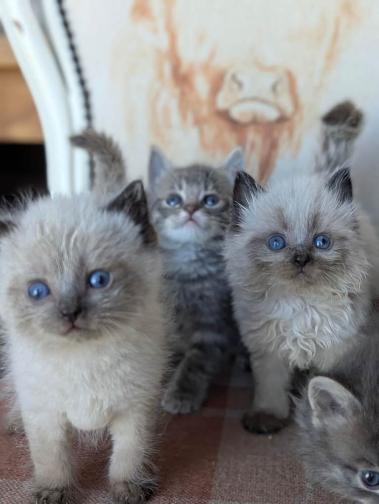 Stunning ragdoll cross kittens 