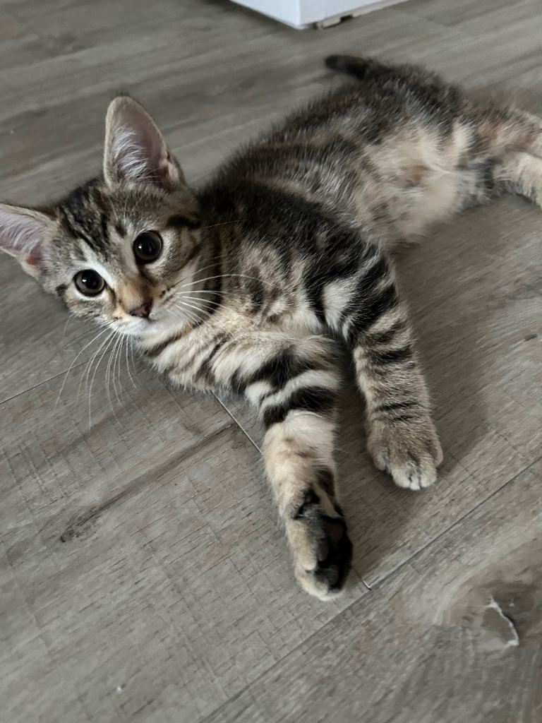 Beautiful Kittens ***Ready to go****